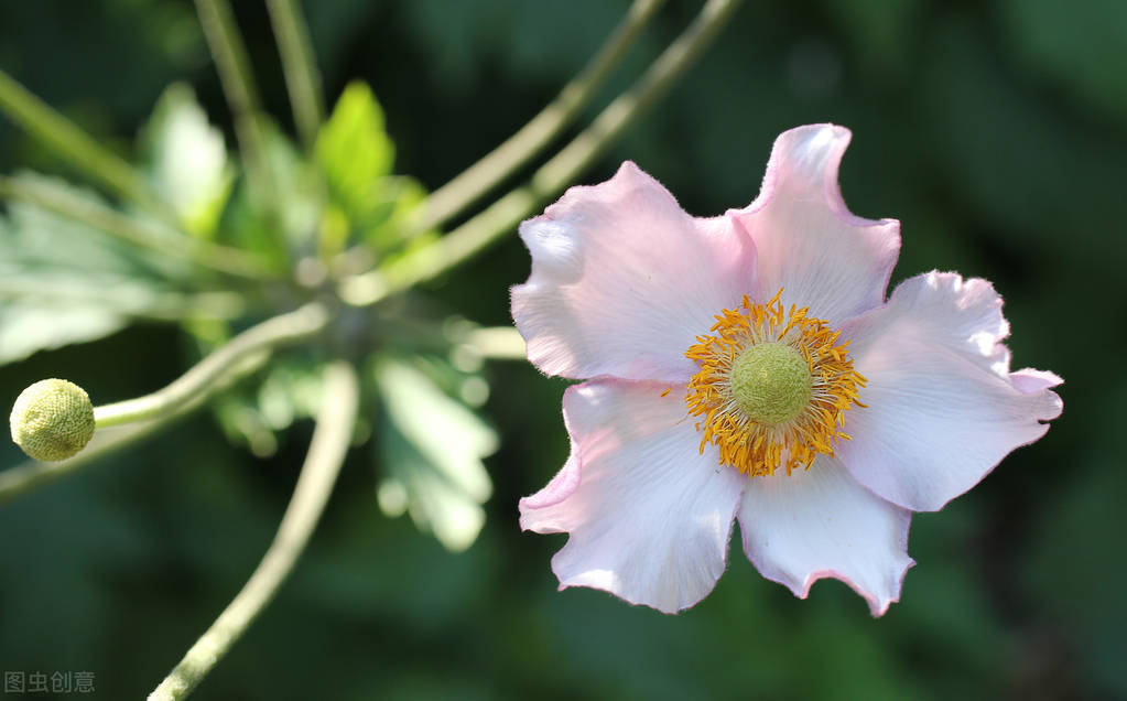 糖瓜粘,忆小年,愿日子常新,岁月如意,新年所许,四季与你
