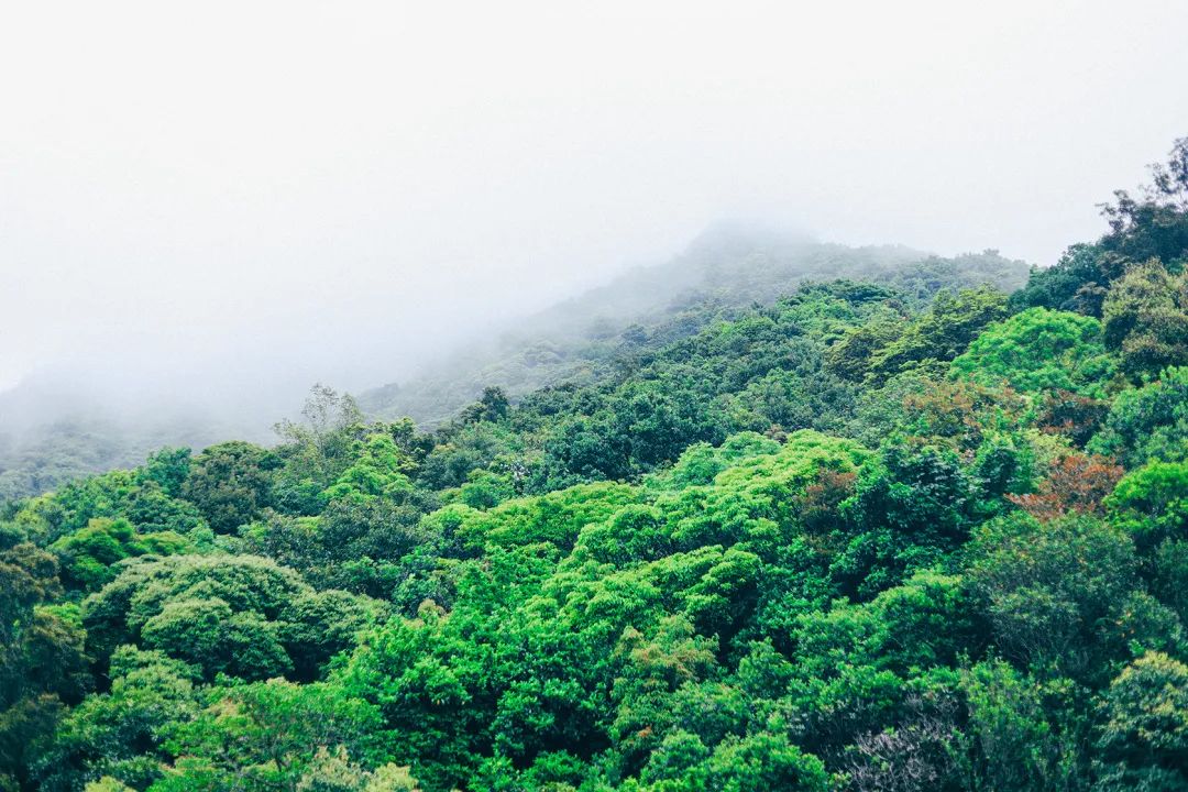 周末来深圳这10个地方免费玩,深圳周末去哪玩免费的地方