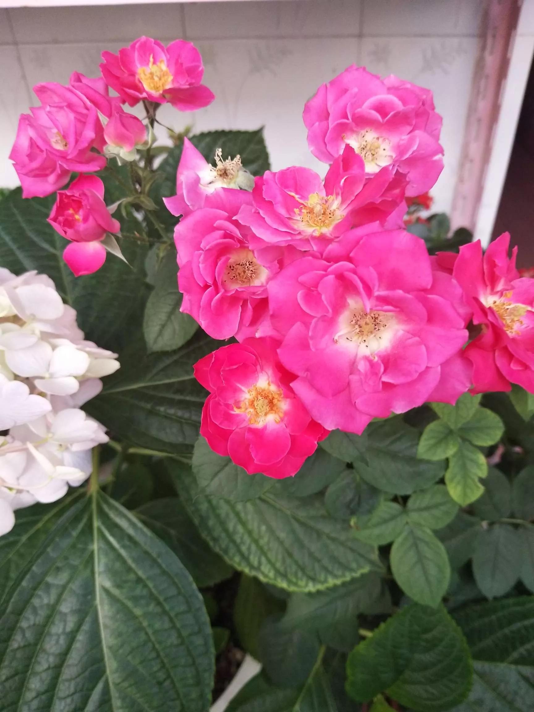 月季品种醉花,月季品种大全及图片欣赏