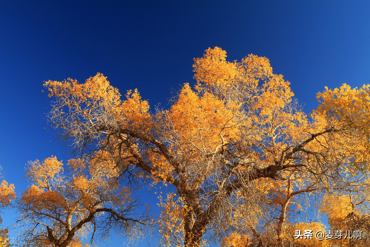 我不知年少轻狂只知道胜者为王,不知年少轻狂只知胜者为王赵信