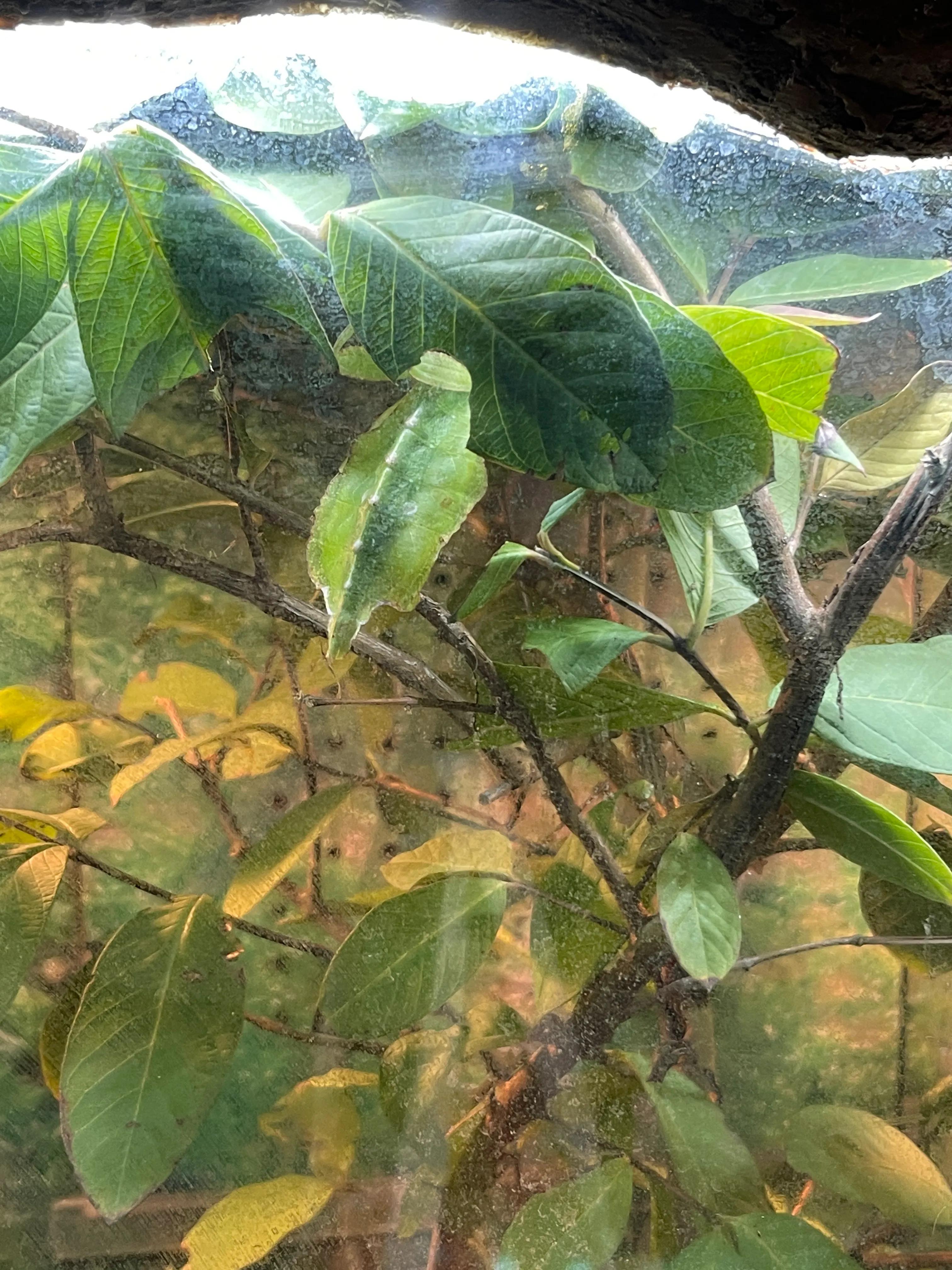 上海大自然野生昆虫博物馆,上海野生昆虫馆门票