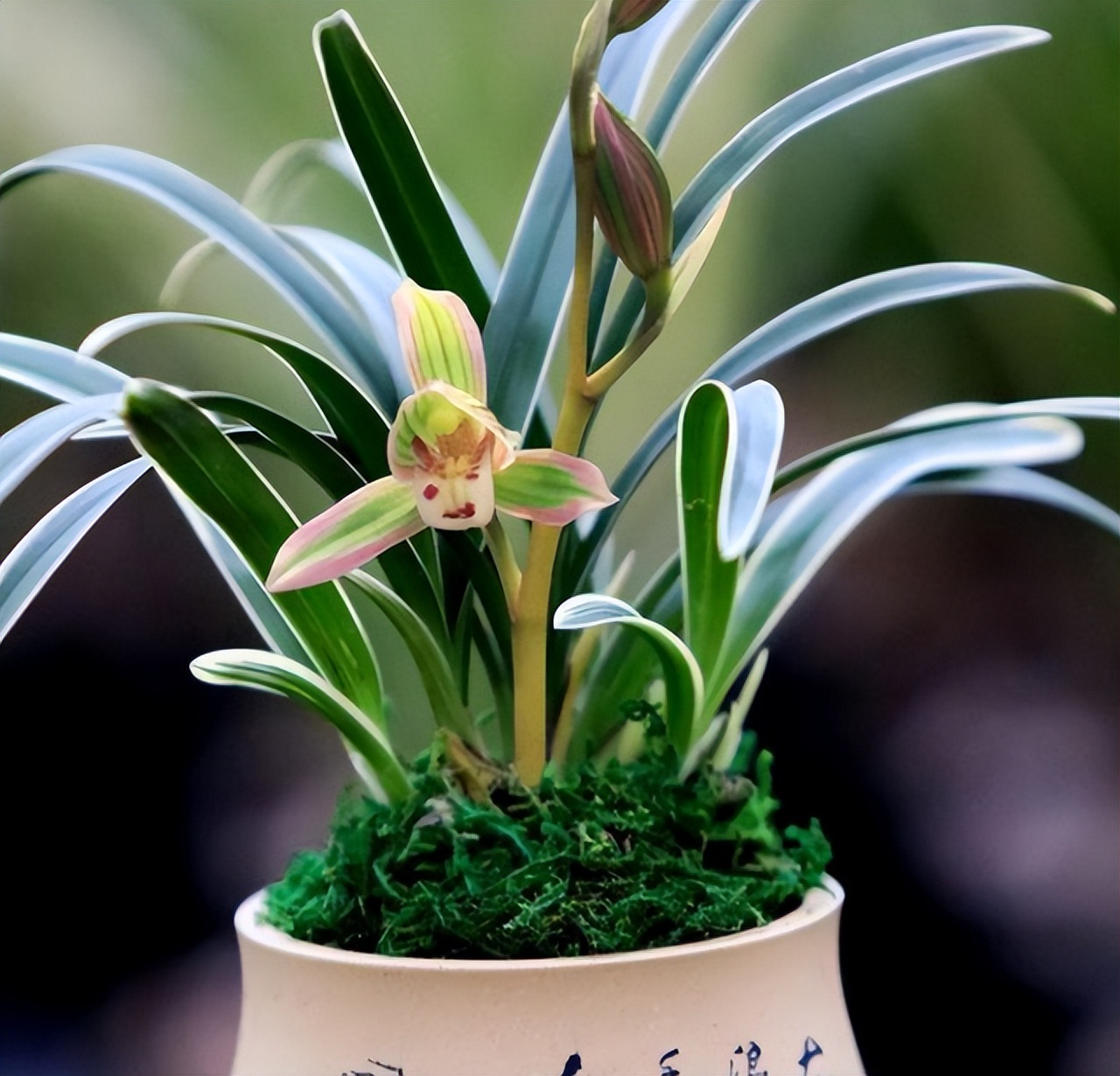 只认识兰叶带丝或者带金边的兰花,叶片细长带金边的兰花是什么兰