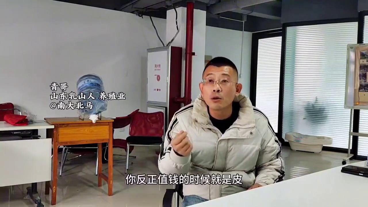 青哥养猪,青哥养豪猪