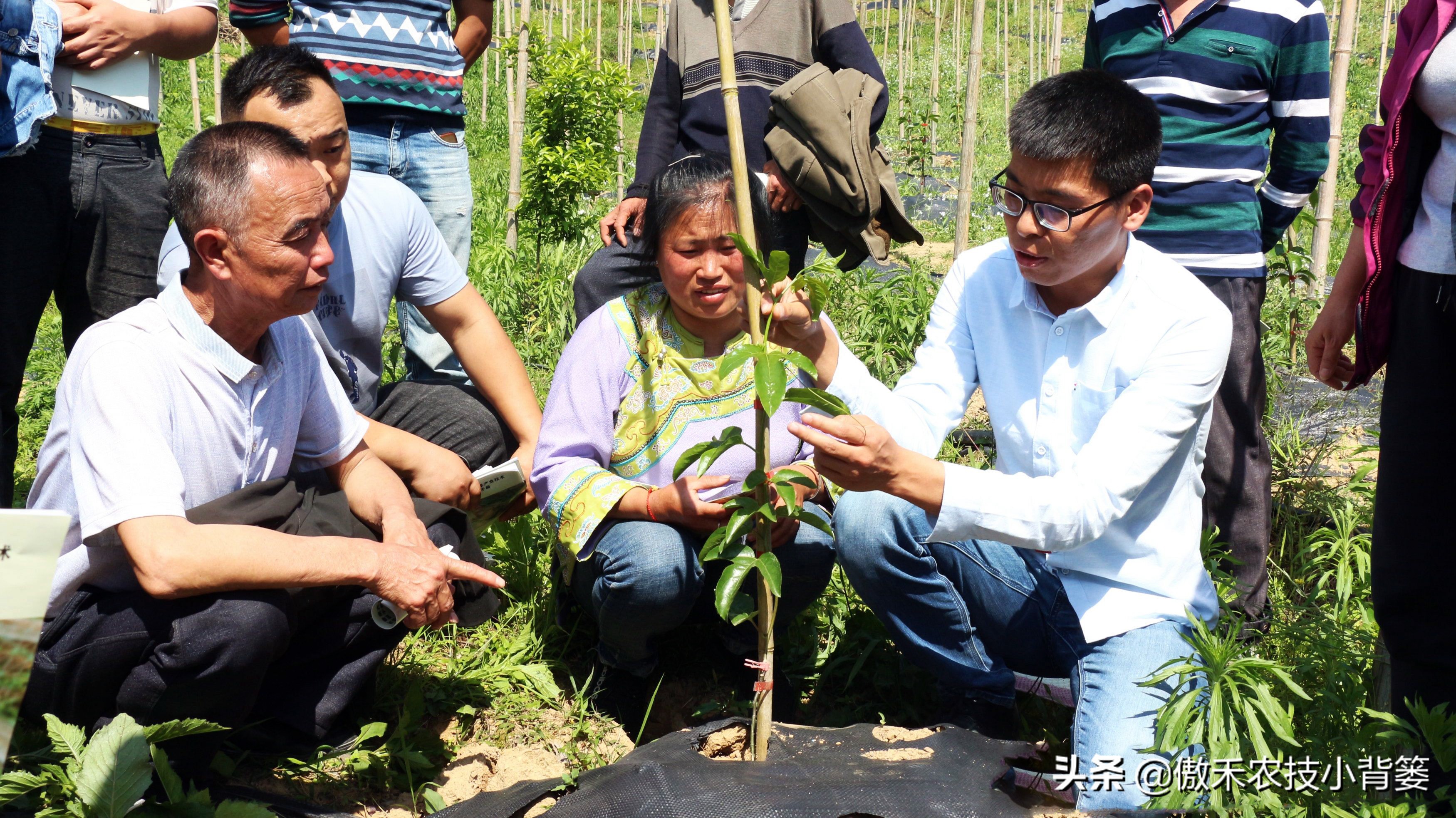赤霉素适用于什么作物,赤霉素在不同作物上如何使用