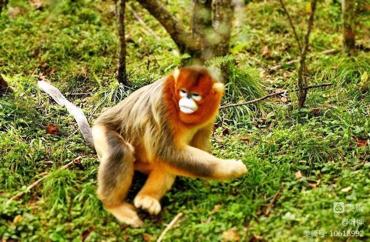 金猴传奇天命战域,金猴传奇烈火之力