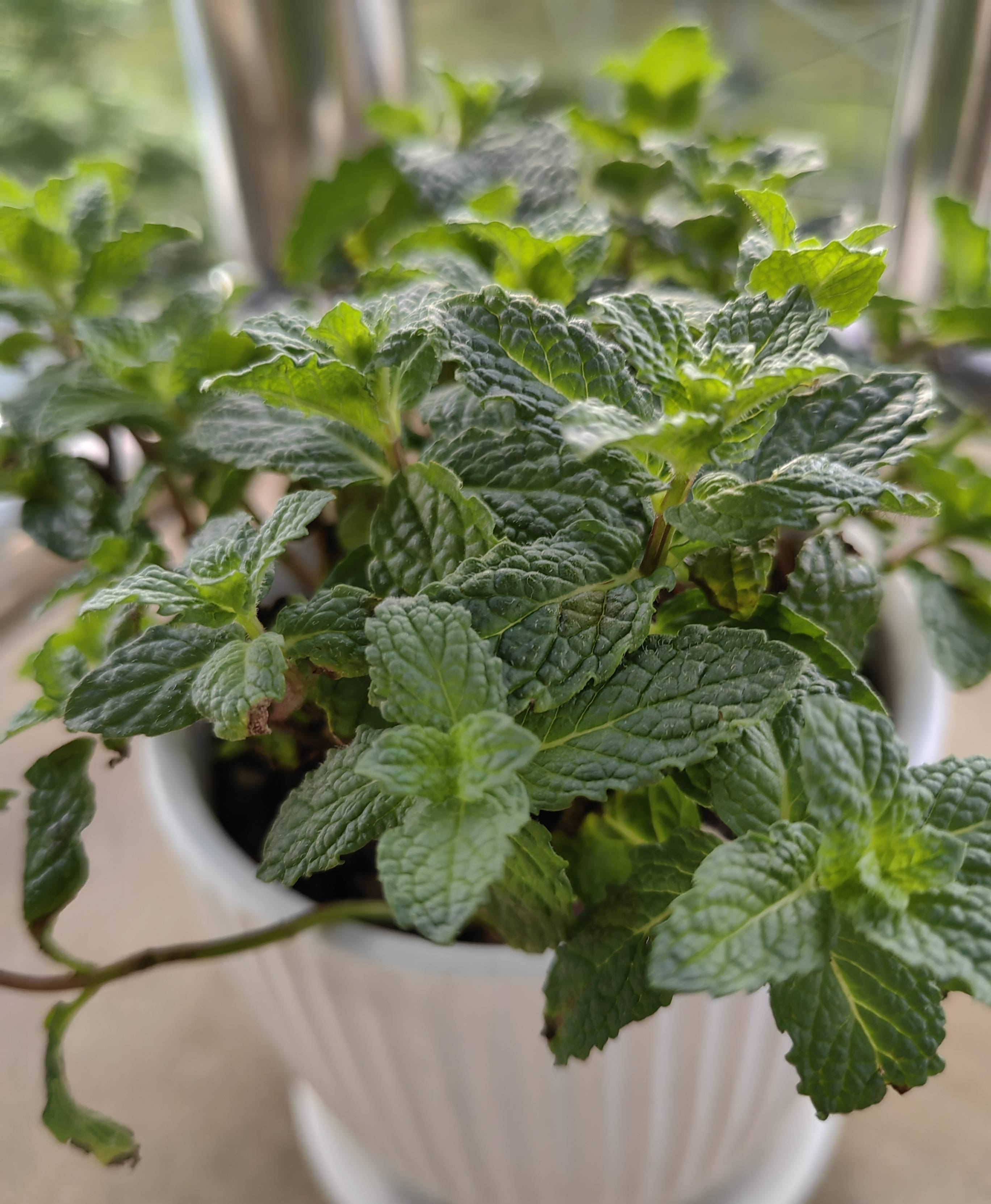 养薄荷的方法技巧适用什么肥,养薄荷叶的方法