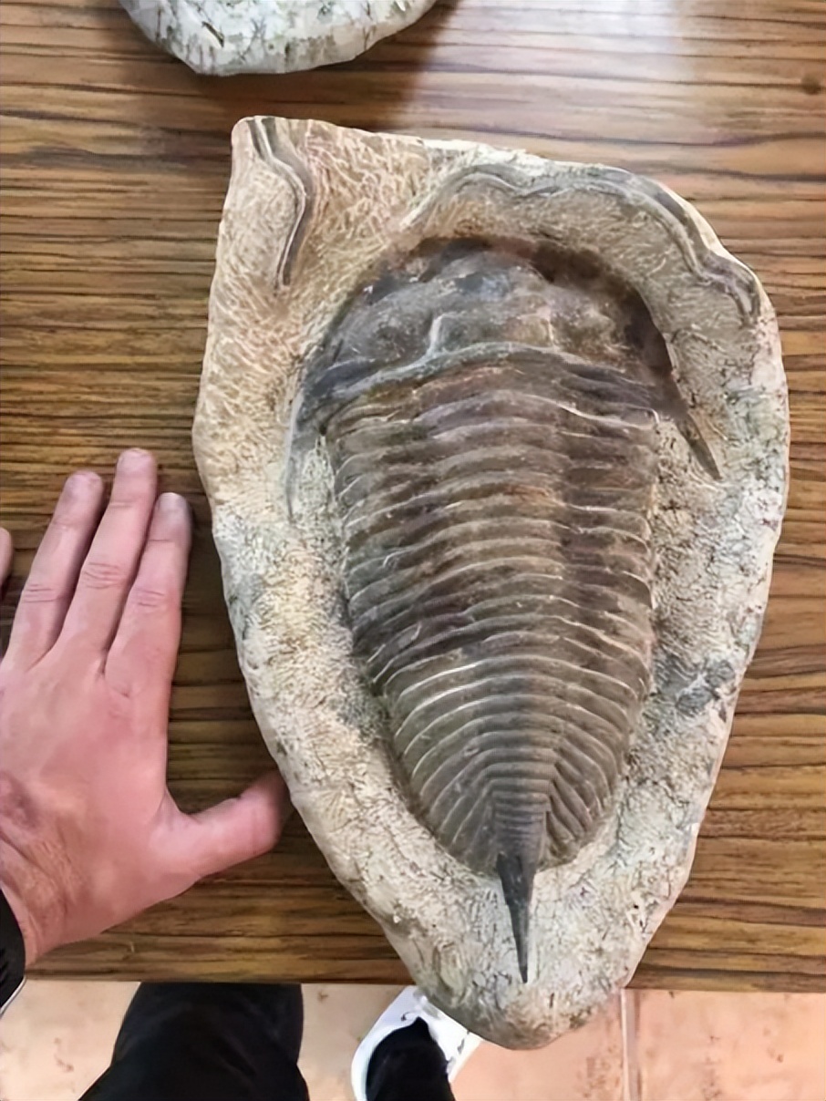 人类的祖先被昆虫吃了几亿年,人类的祖先遇到过巨型昆虫吗