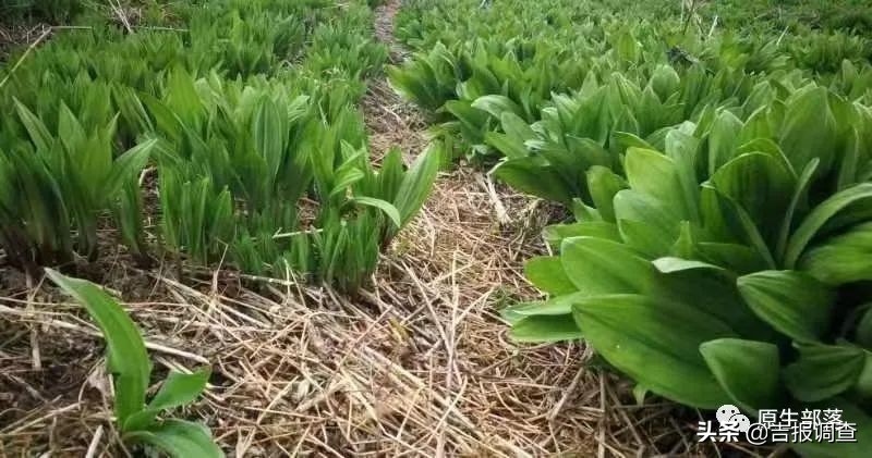野生寒葱的药用功效,东北野生寒葱