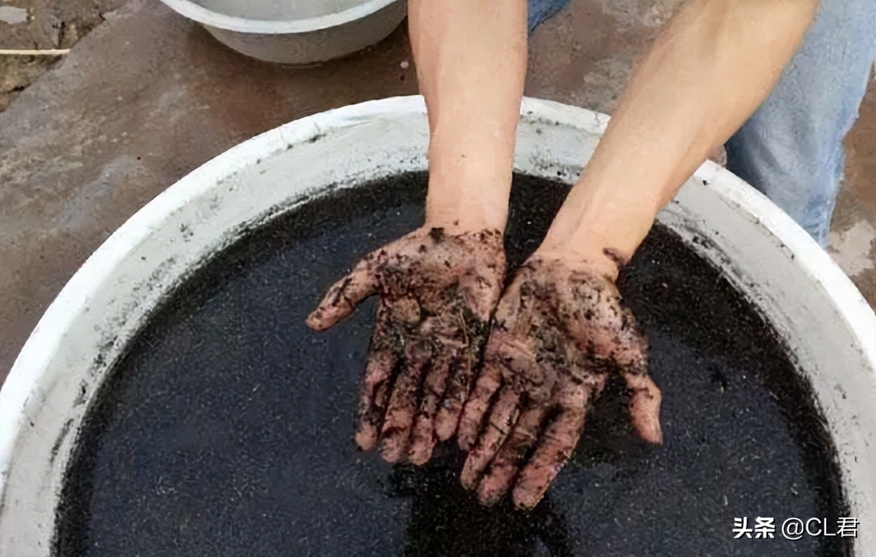 阳台种菜菜青虫打什么药,种菜有小虫子有什么办法解决