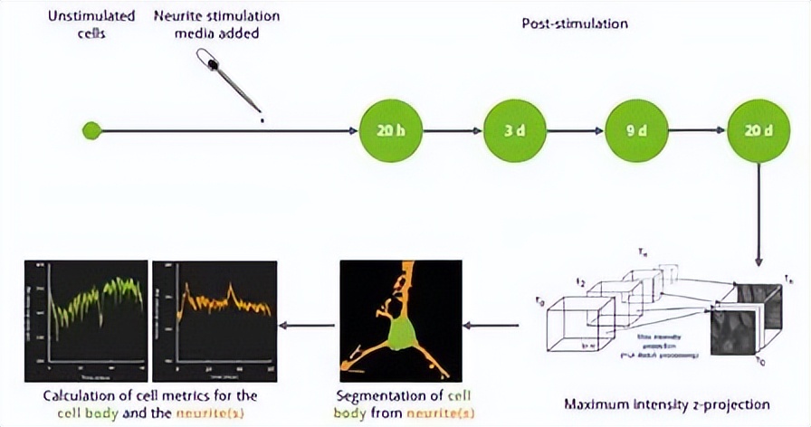 nanolive显微镜,nanolive3d活细胞成像