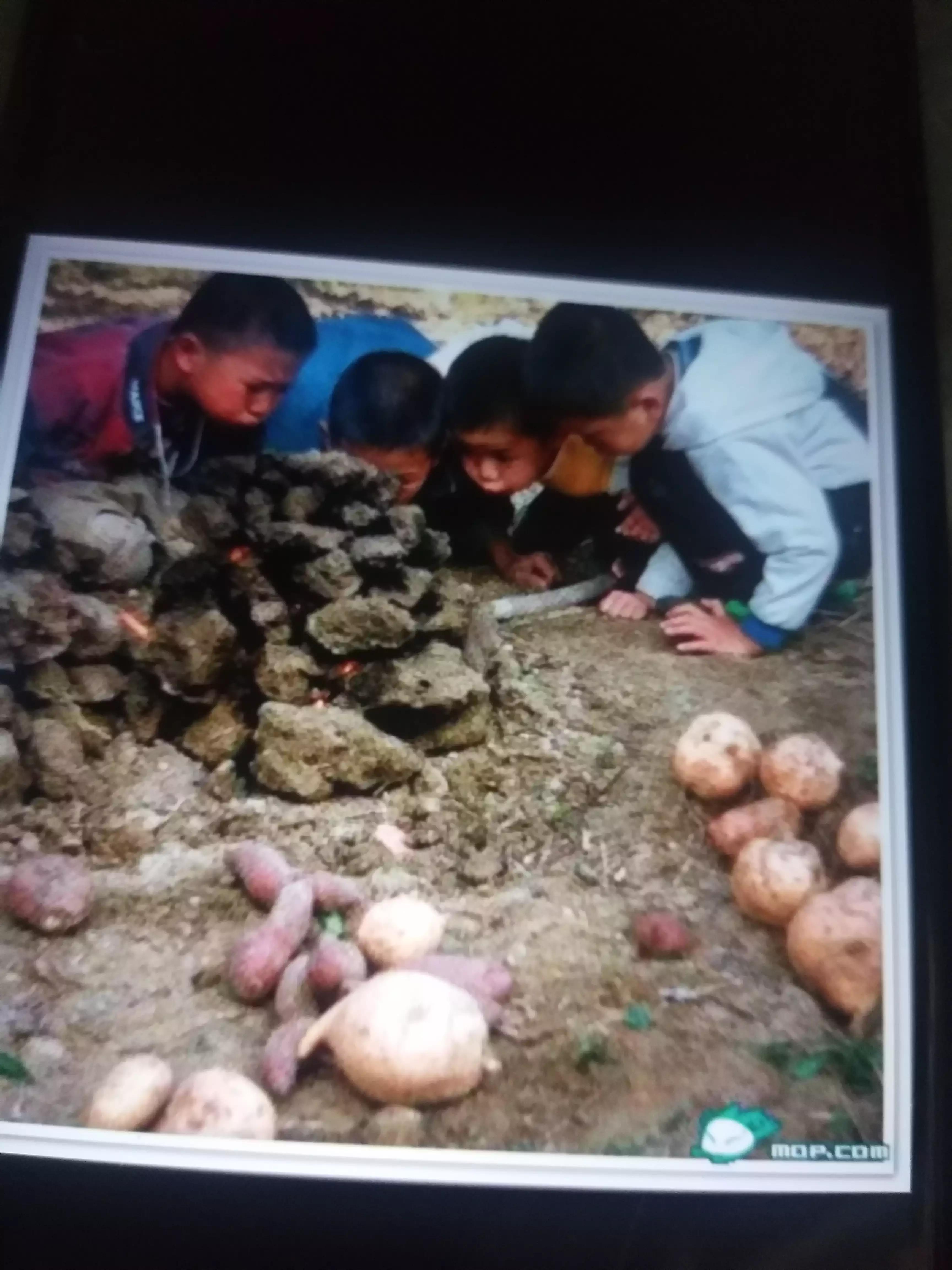 广西人的童年野果,广西人的童年有多快乐