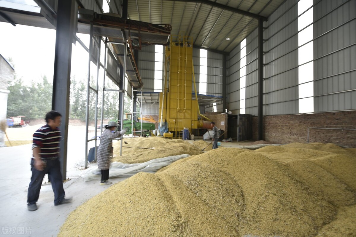 大豆价格下跌“预警”，1星期落了1毛钱，11月26日最新大豆行情