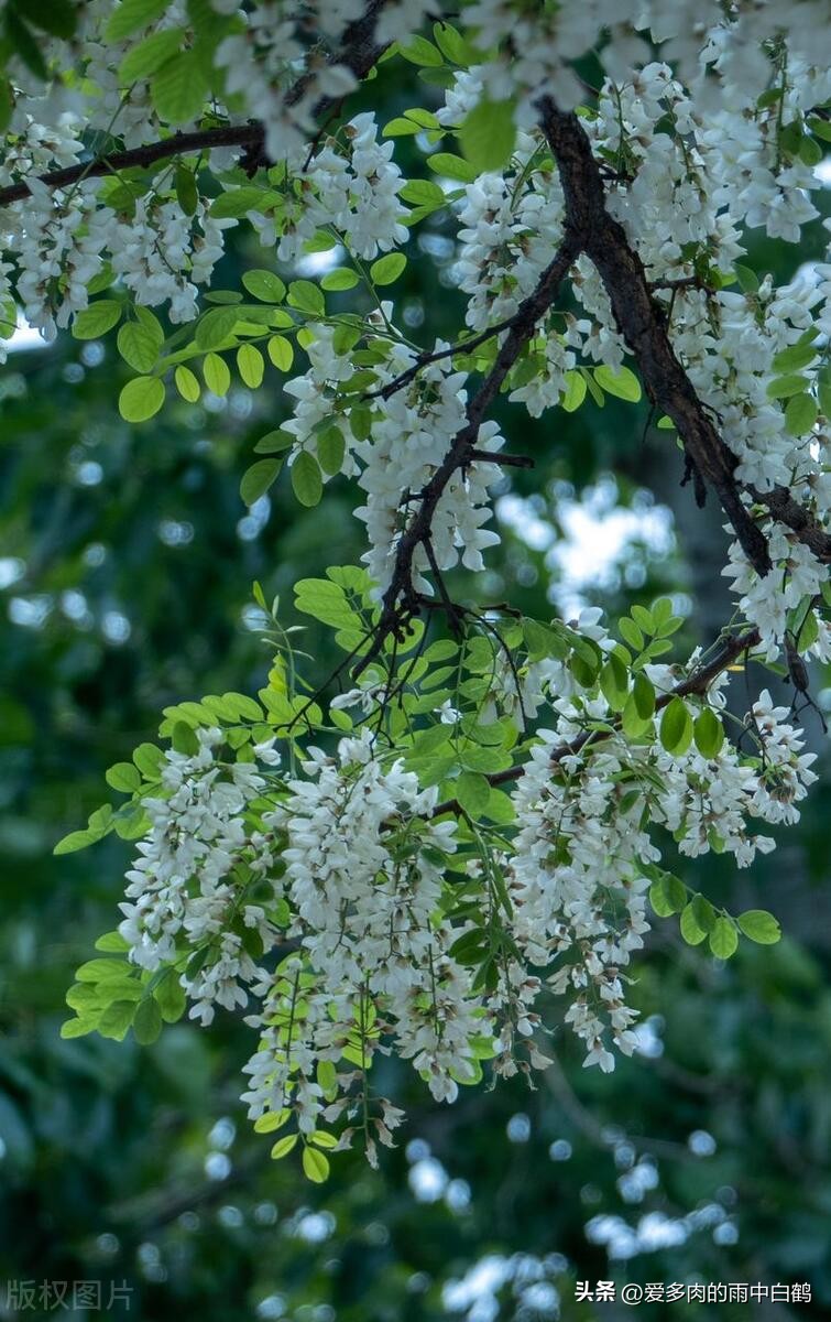 这货竟然是100多年前的德国人引进到我们山东胶州的