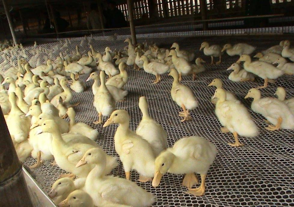 鸭子咳嗽吃什么才好,鸭子咳嗽是什么原因