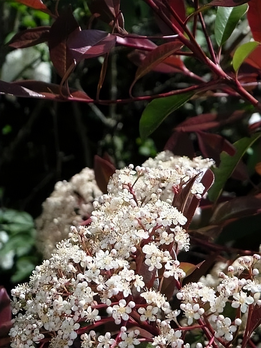 石楠为什么这么臭,石楠为什么有臭味