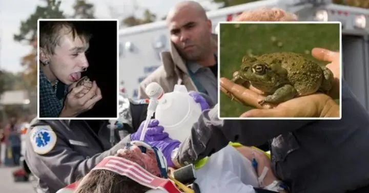 癞蛤蟆的毒有多可怕,癞蛤蟆毒素上瘾