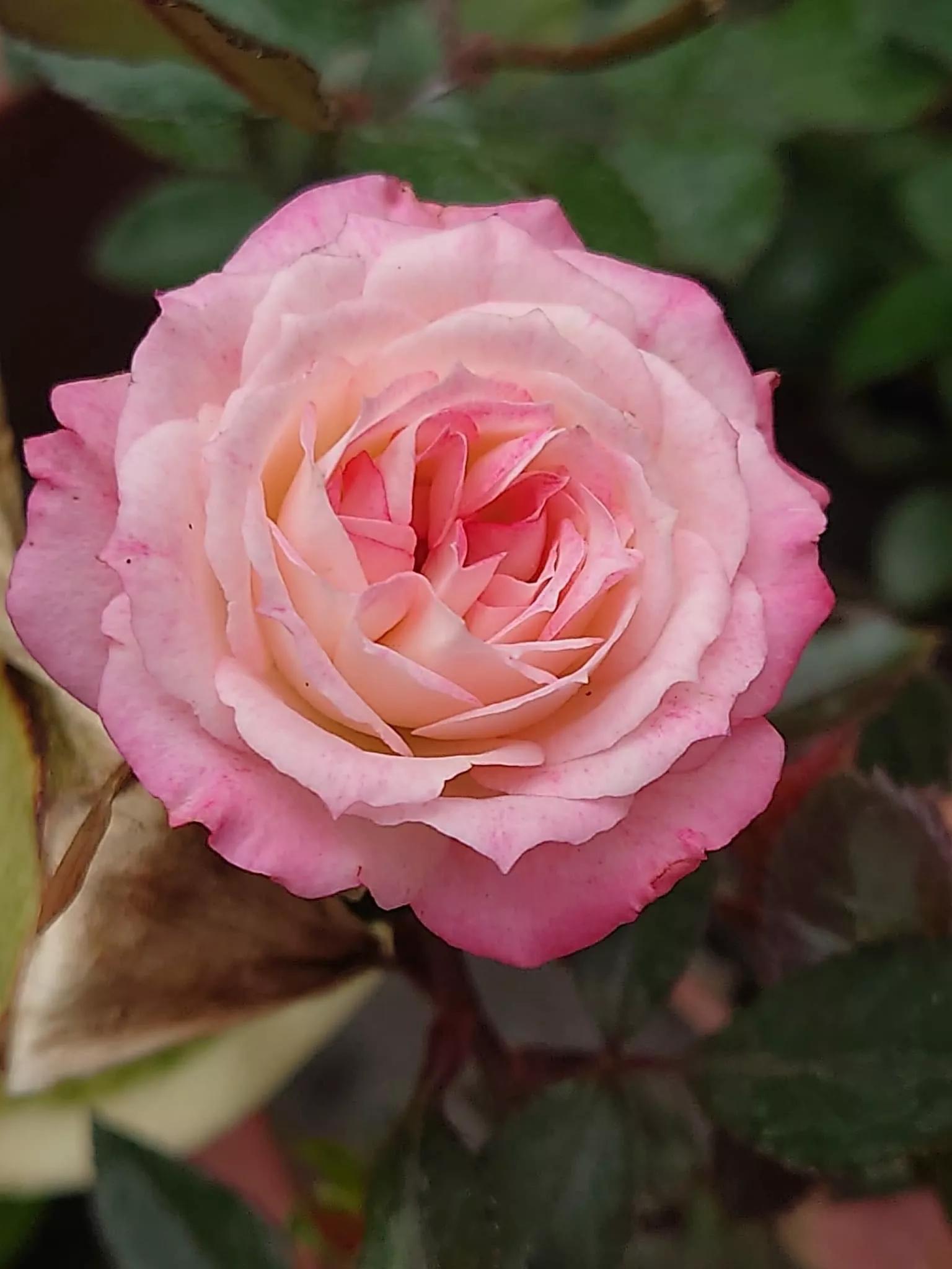 月季品种醉花,月季品种大全及图片欣赏