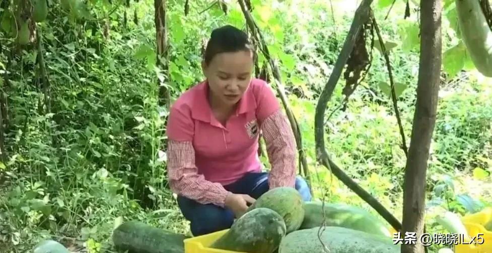 广西果农赚钱吗,广西果农发展