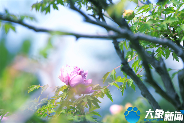 花开时节动京城最美不过洛阳城,四月洛阳美如画千年帝都是花城