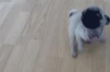 哈巴狗属于宠物狗吗为什么不叫,为什么哈巴狗越来越少