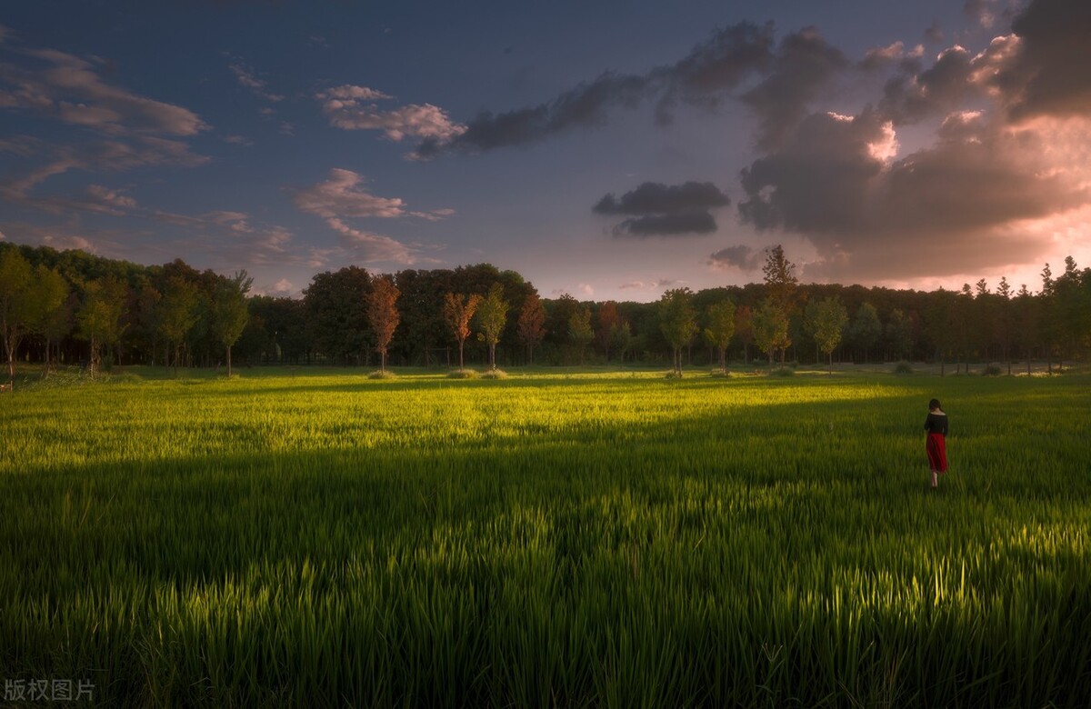 上海踏青2022,上海踏青最佳景点2021