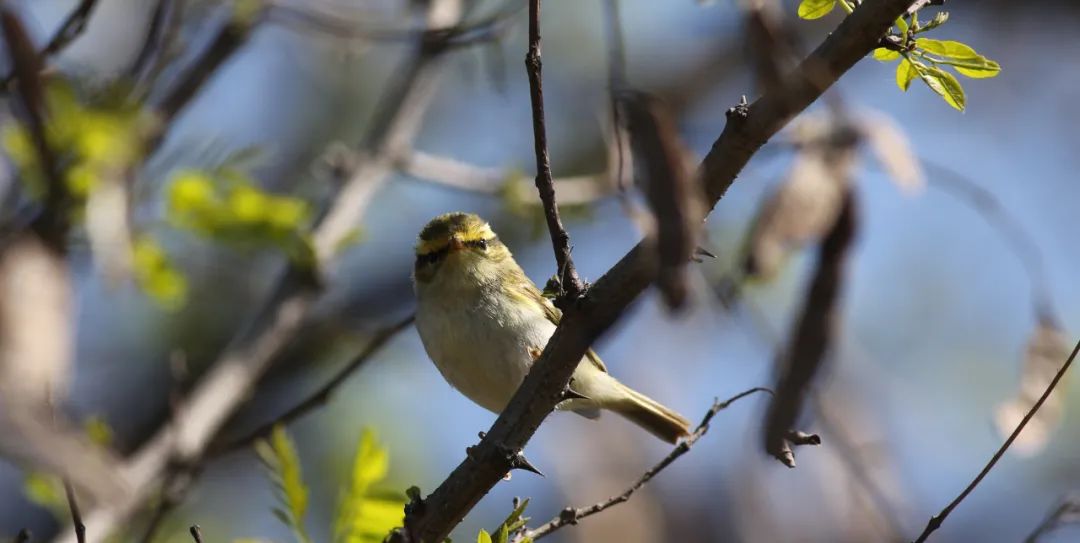 师大寻鸟记，这些小可爱，你都见过吗？