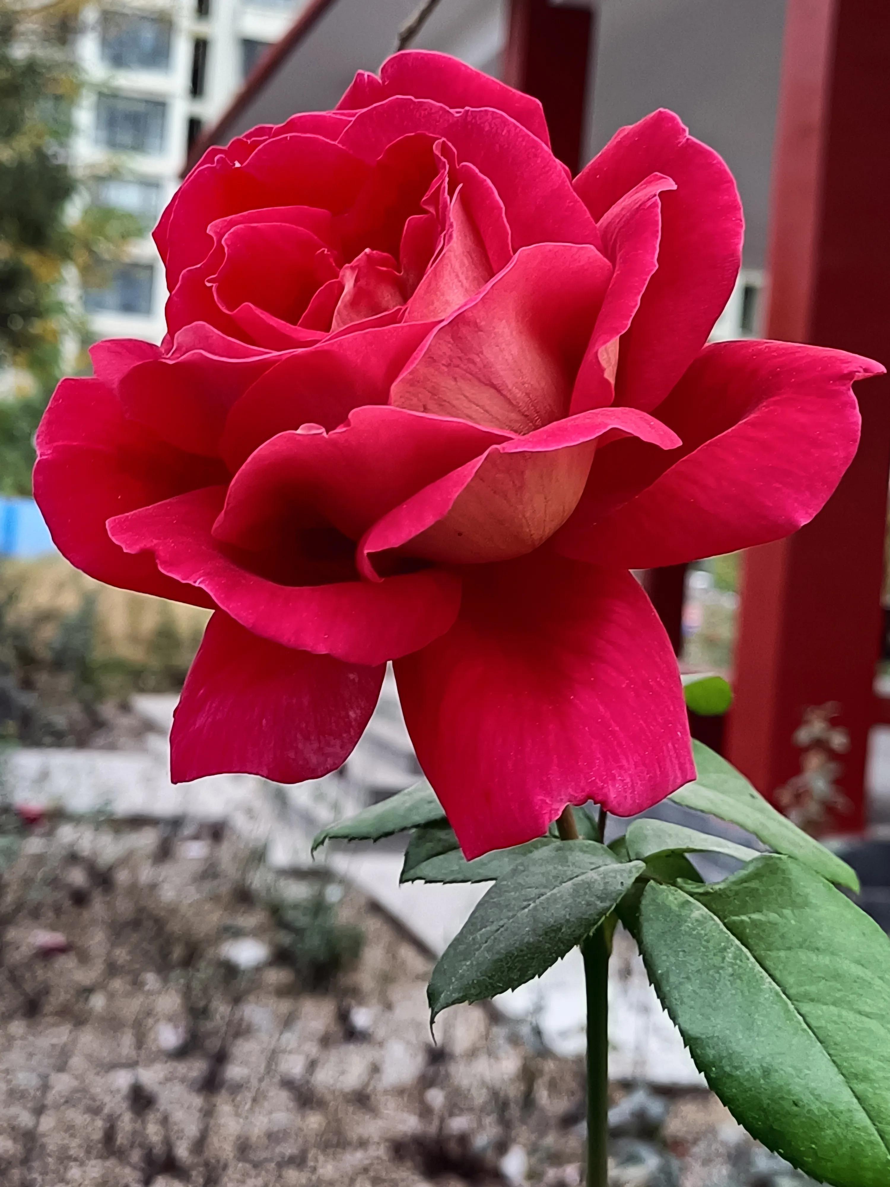 阳后恢复期有哪些症状,阳后会有哪些症状