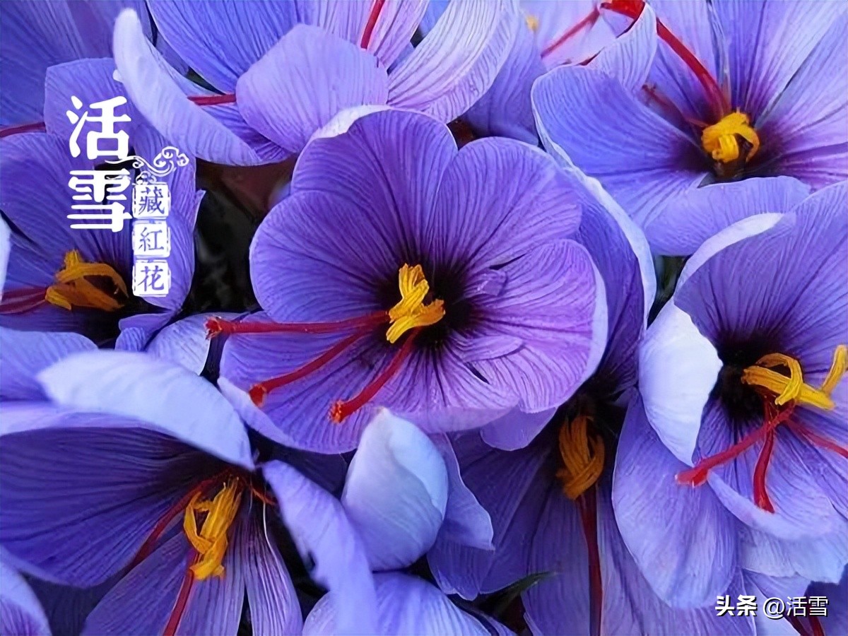 藏红花的产地哪里最正宗,国内最大的藏红花产地是哪里