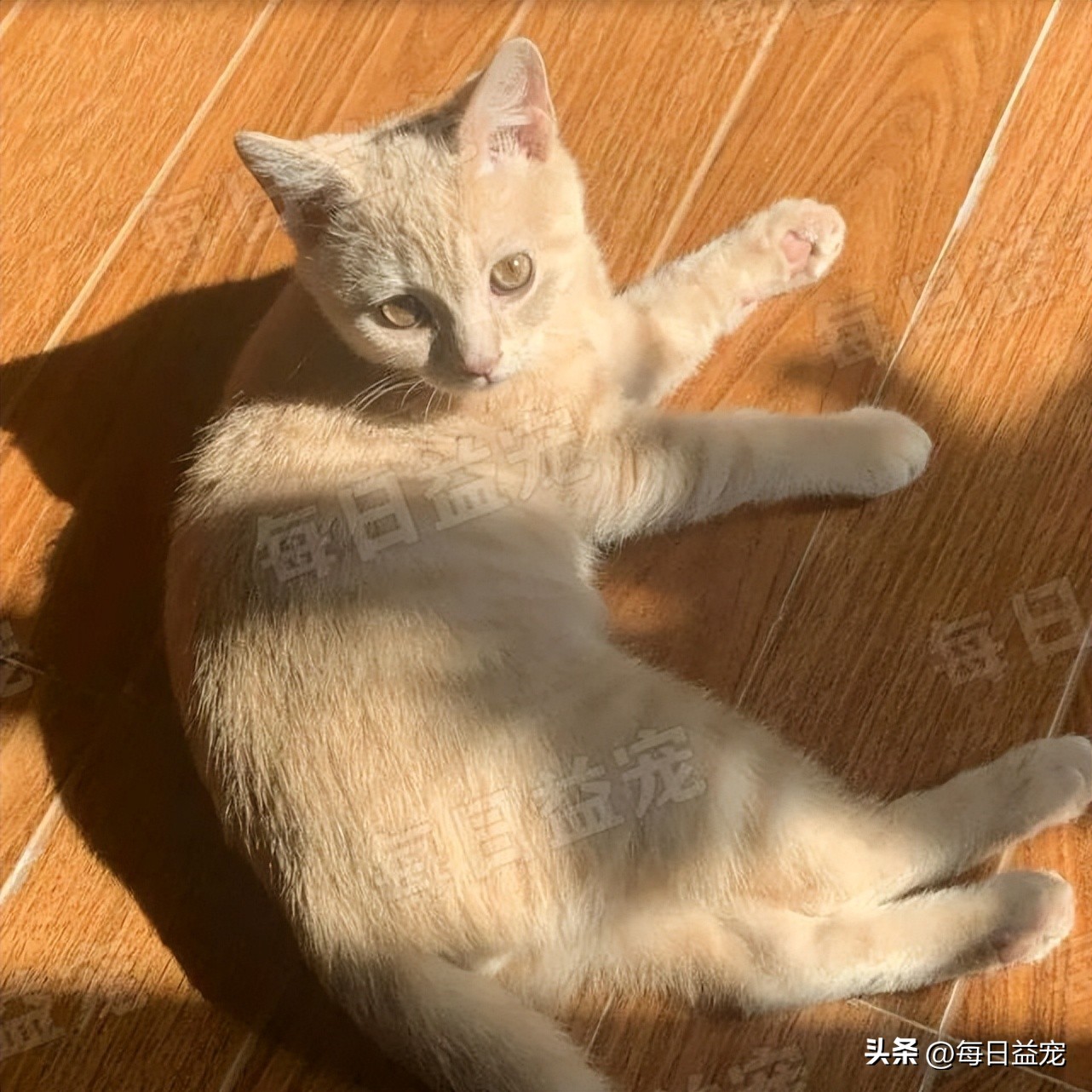 买猫被忽悠高价买了猫粮,网上买猫被骗猫咪回来不吃不喝