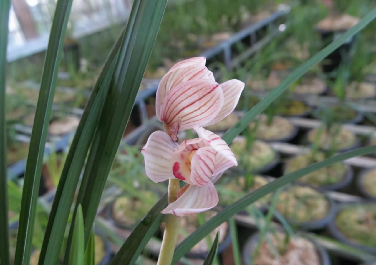什么品种的兰花既香又好养,开花鲜艳比较香的兰花