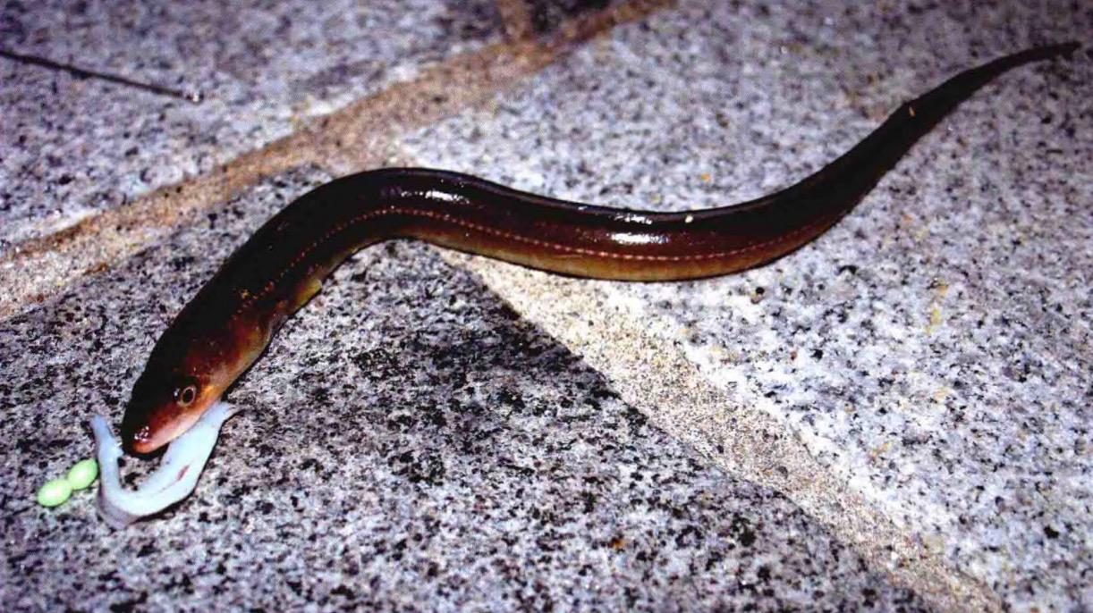 海钓鳗鱼选择夜钓是关键「日本专业海钓入门防波堤钓书籍」