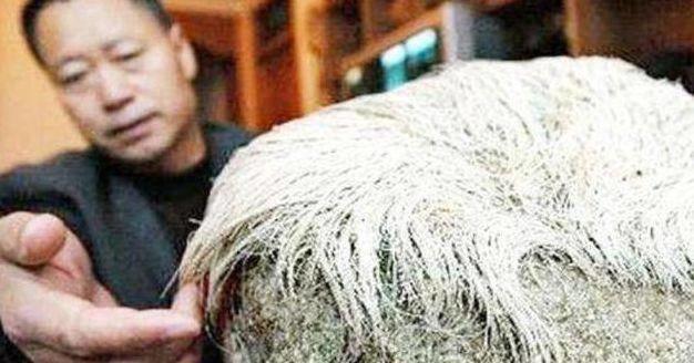 老汉捡到一长满白发石头,辽宁老农捡到一块长头发的石头