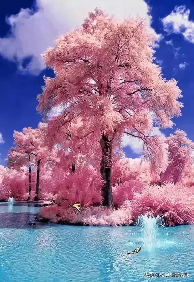 阳光染花颜，清露润芳心，倾情一绽为君开，只盼君再来