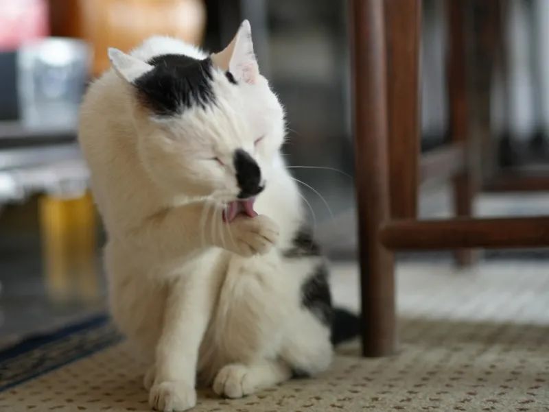 让小猫咪来治愈你,小猫咪可以治愈一切不开心的事情