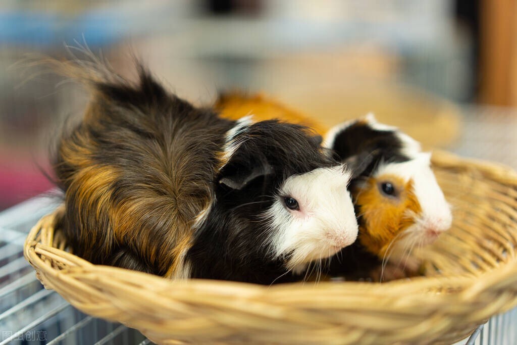 关于鼠的文化名人及文化作品,鼠文化目录