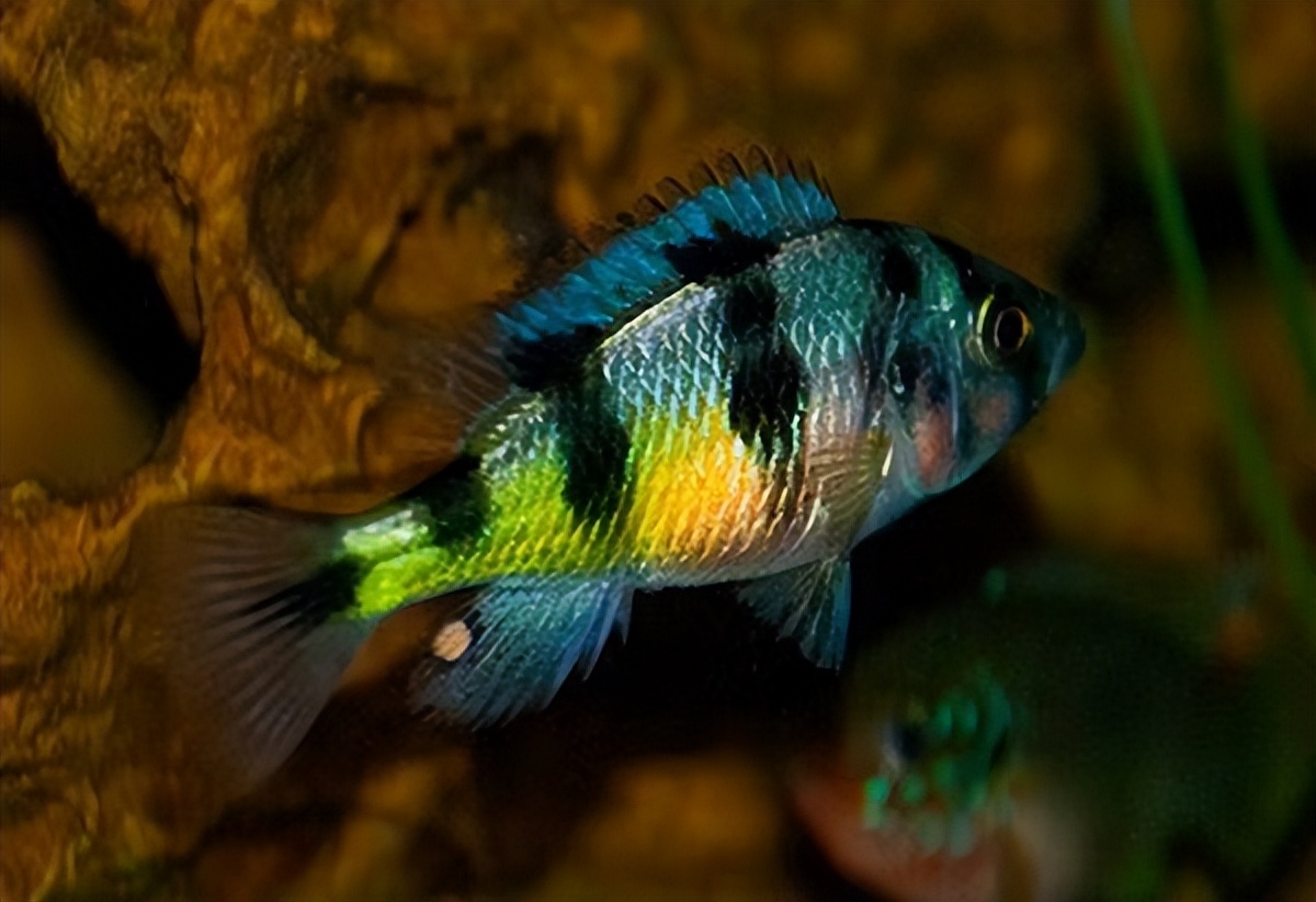 精心挑选6种最容易饲养的观赏鱼,新手饲养观赏鱼有哪些推荐