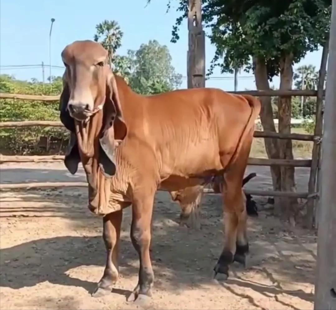 长得像羊有卷毛瘦长的狗,长得像羊又像狗的是什么动物