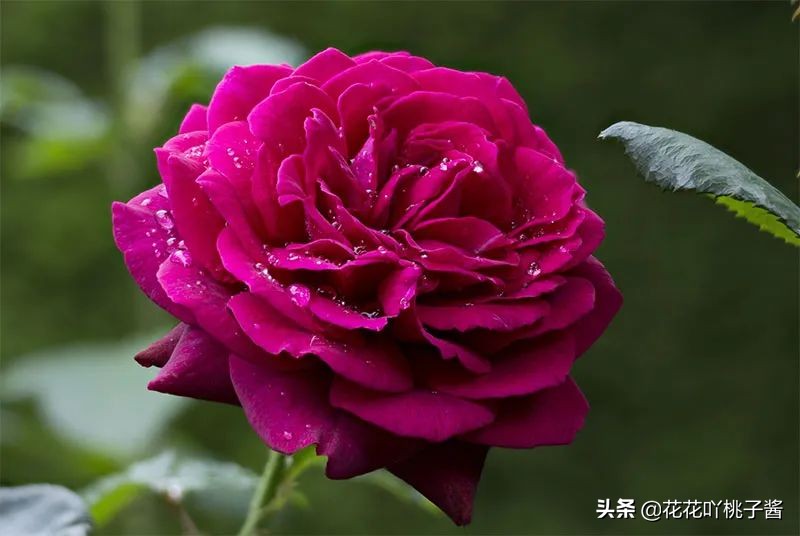 耐阴的月季花品种推荐,抗晒花不散的四季开花月季