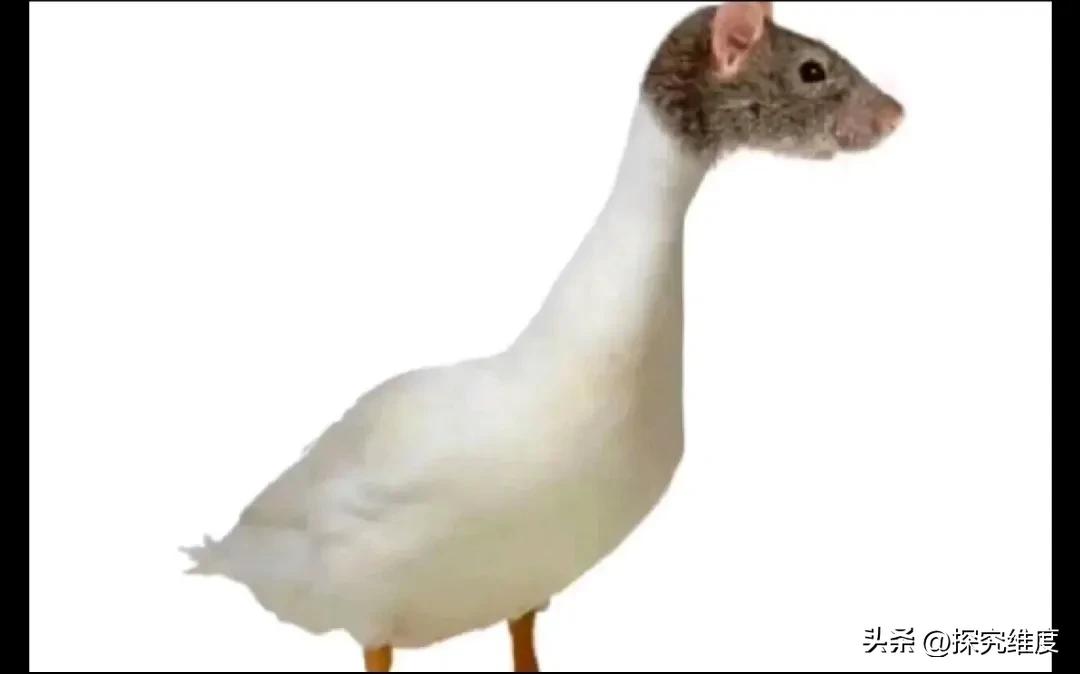 强烈建议中央将每年6月17日定为法定节日，名叫鼠鸭日