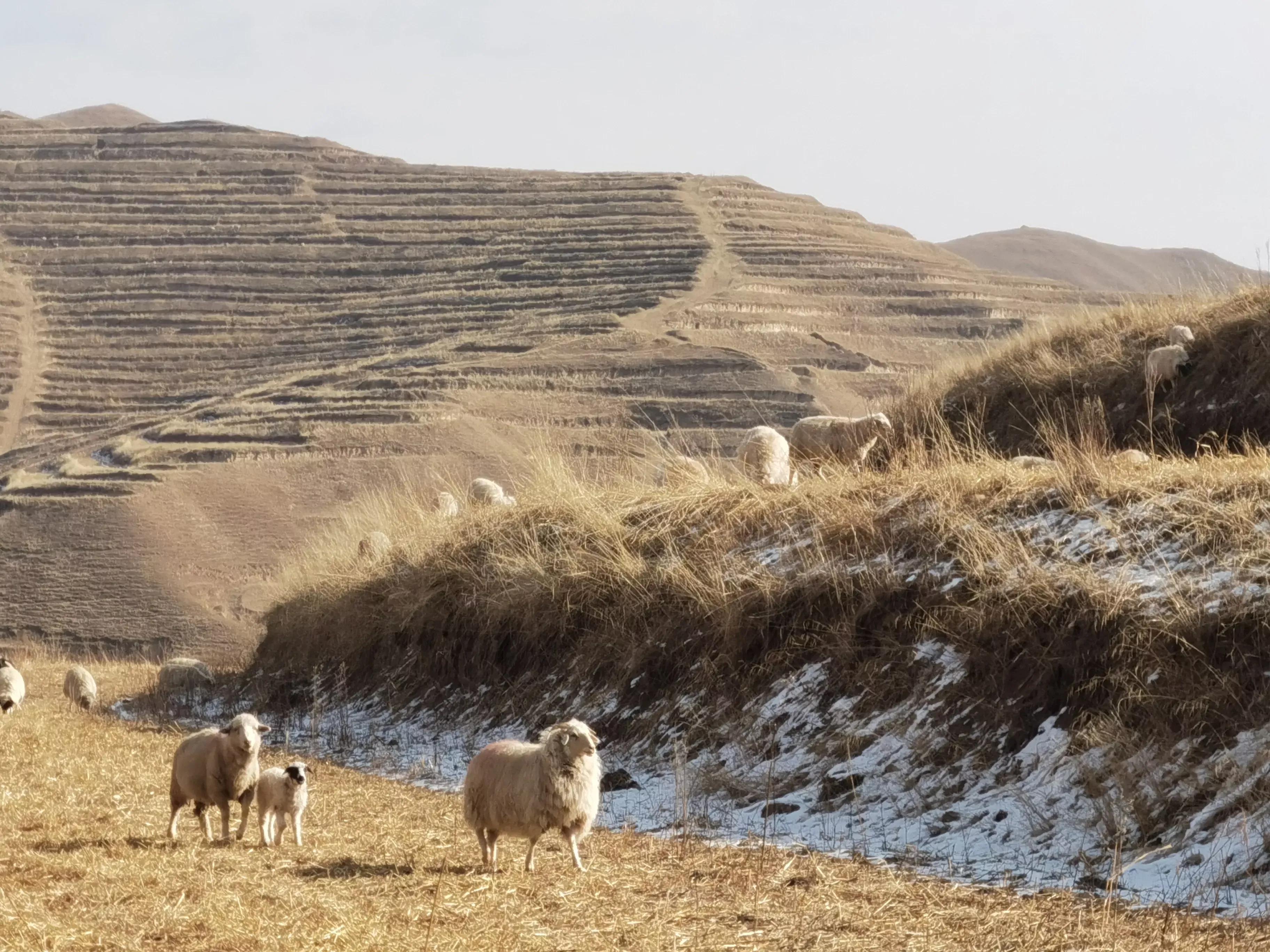 小型规模化养殖小尾寒羊技术,养200只小尾寒羊一年利润能有多少