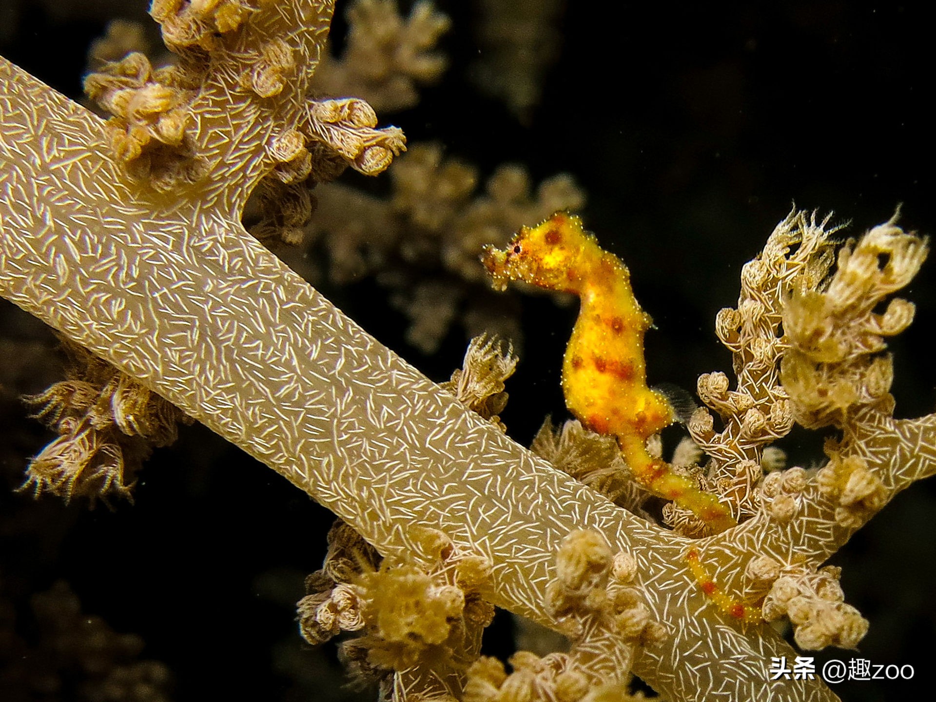 十大品牌海马的排名,十大最强海马