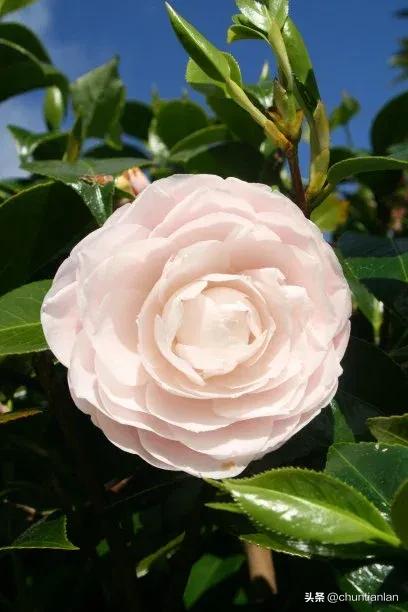 山茶花纯音乐,山茶花