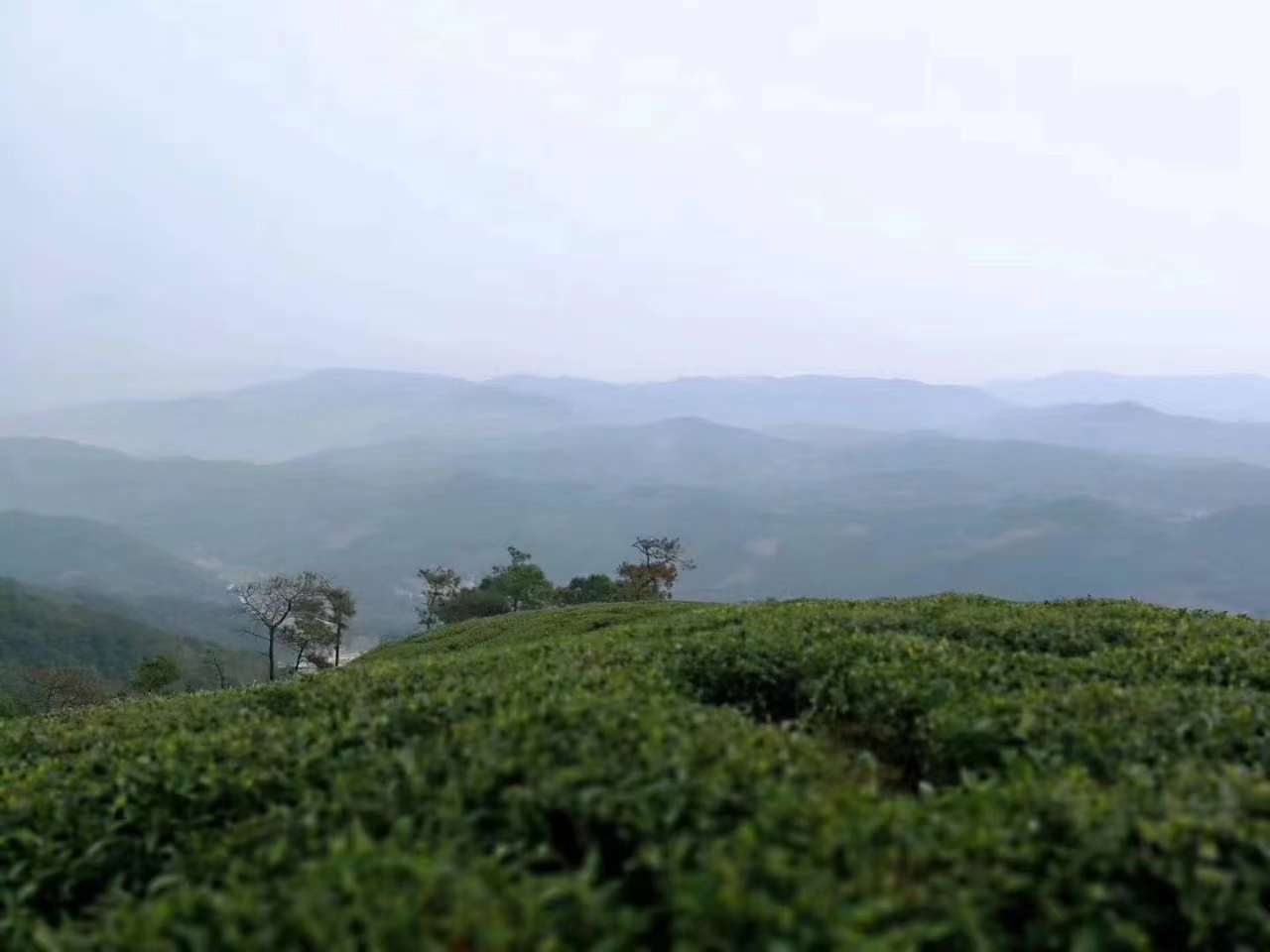 江西狗牯脑茶的传说,江西狗牯脑茶是名茶吗