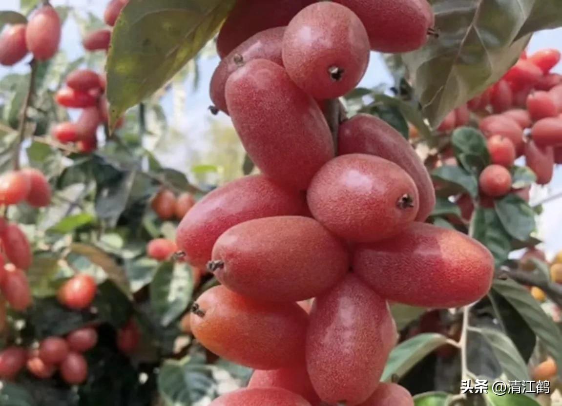 很多人没见过的奇怪生物,都没见过的奇特瓜果蔬菜