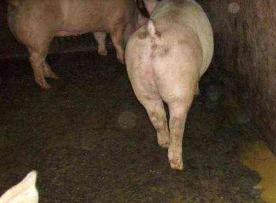 猪拉血便有什么症状,猪拉血便身上有血点是什么病