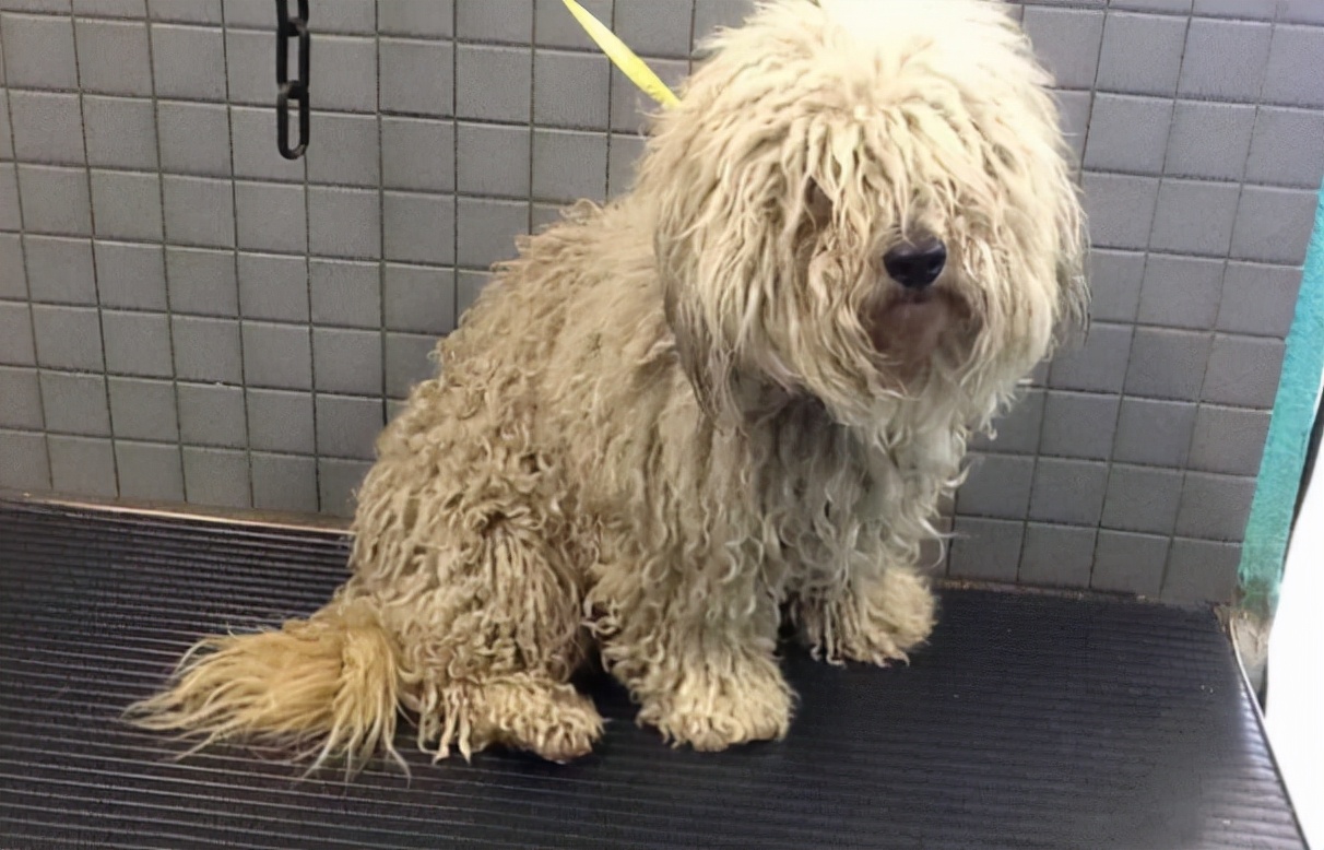 狗狗爱流泪，眼睛泪痕重怎么办？不妨试试这四招