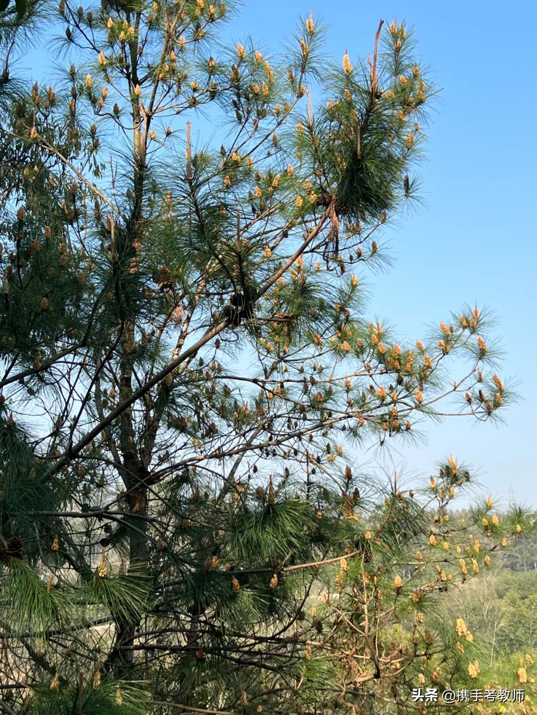 茂盛开花的马尾松,植物专栏蓝花草