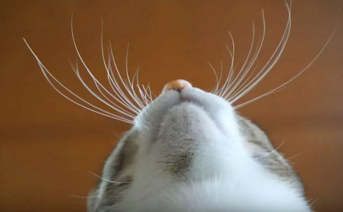 猫咪胡须不小心烧了问题大吗,原来猫咪的胡须有这么多的功能