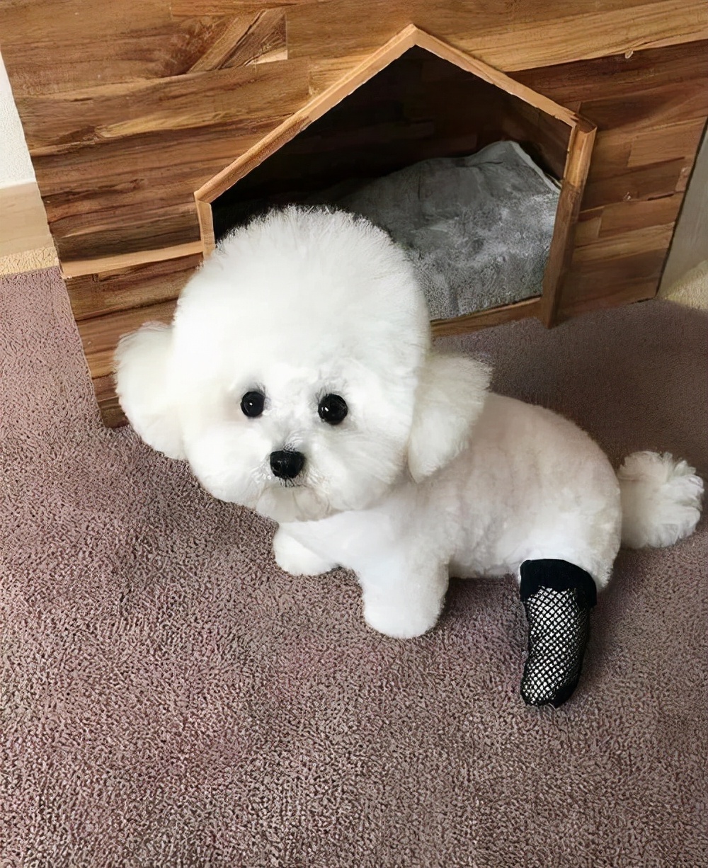 比熊犬要注意的事项,比熊犬撒娇的声音