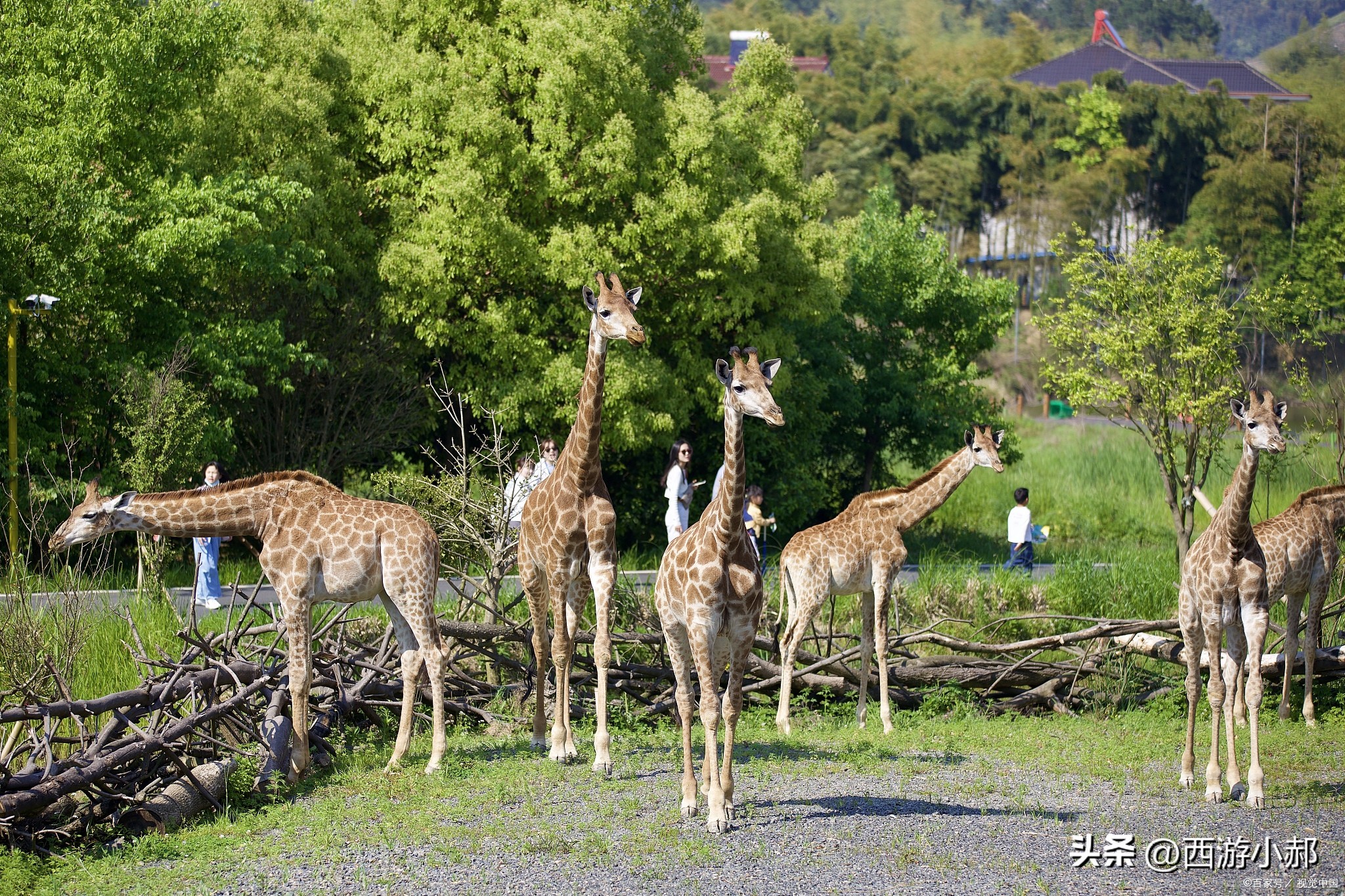 杭州旅游必去十大景点推荐一下,杭州旅游必去的十大旅游景点介绍